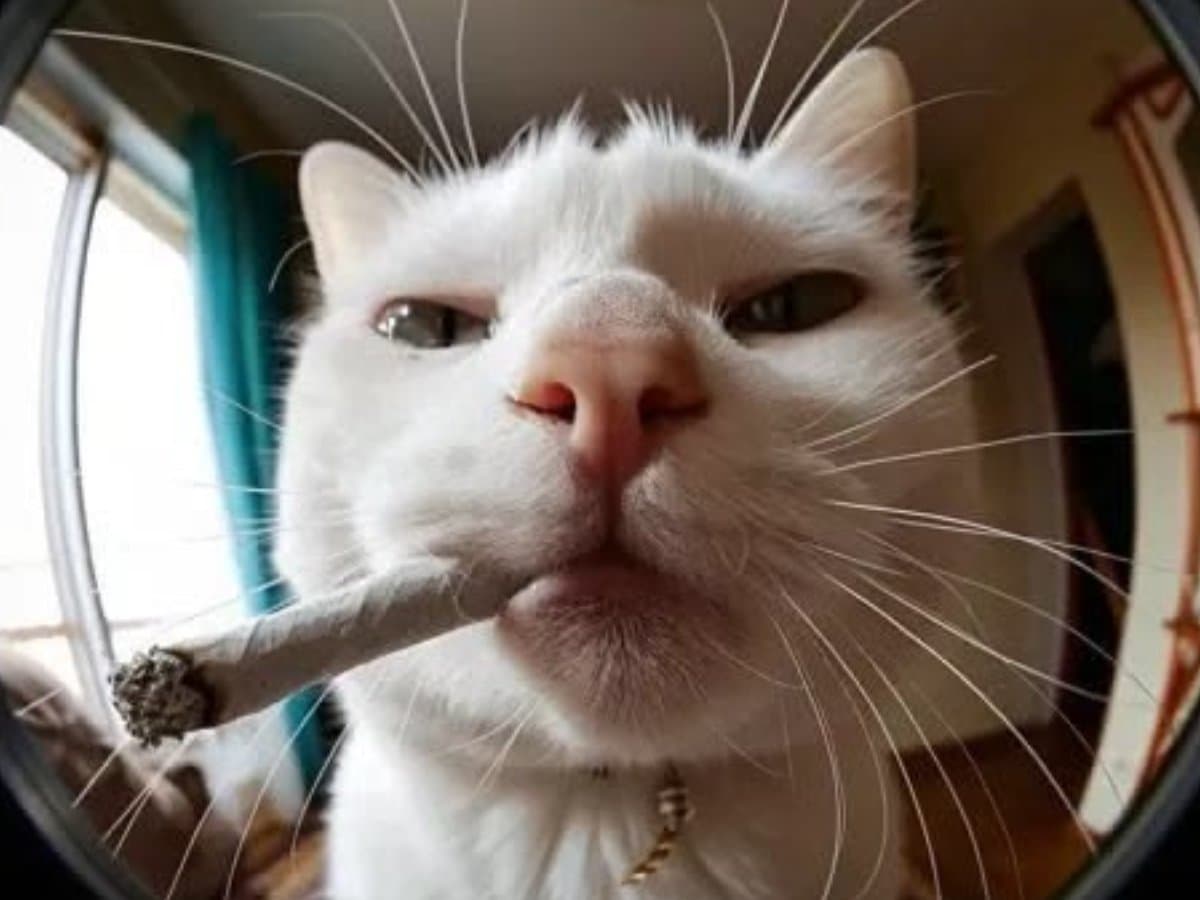 Catnip para deixar os gatos doidões