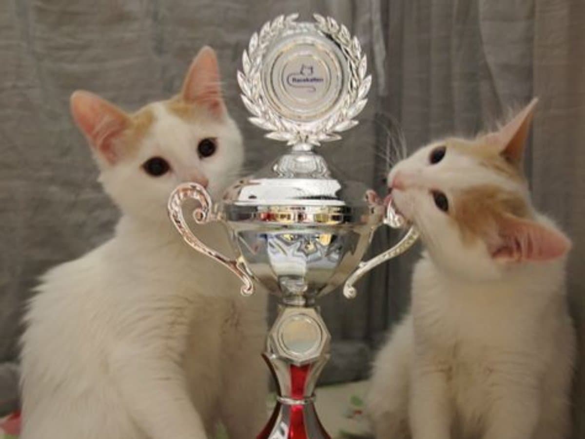 Troféu de 13 anos de namoro aguentando firme, pois esse casal merece