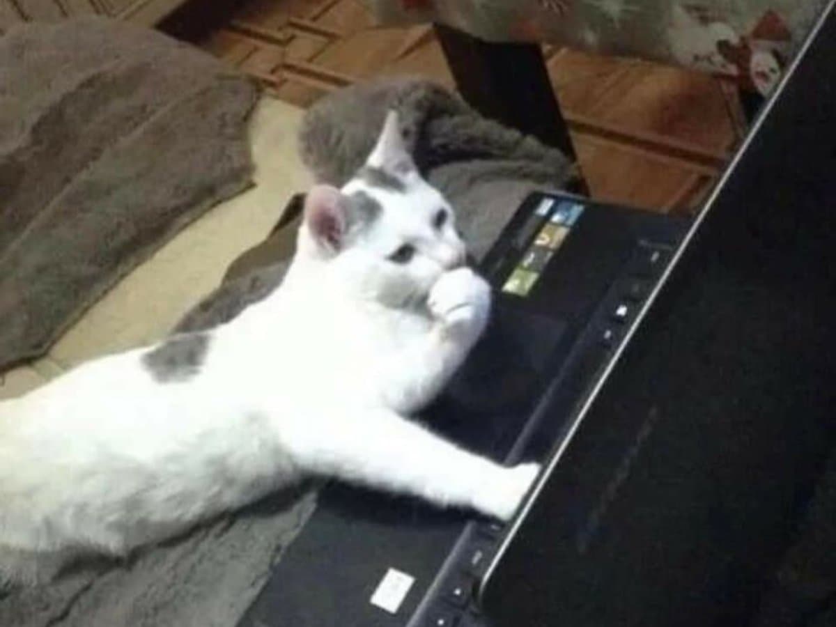 Plano infinito de vídeos de gatinhos no YouTube sem anúncios