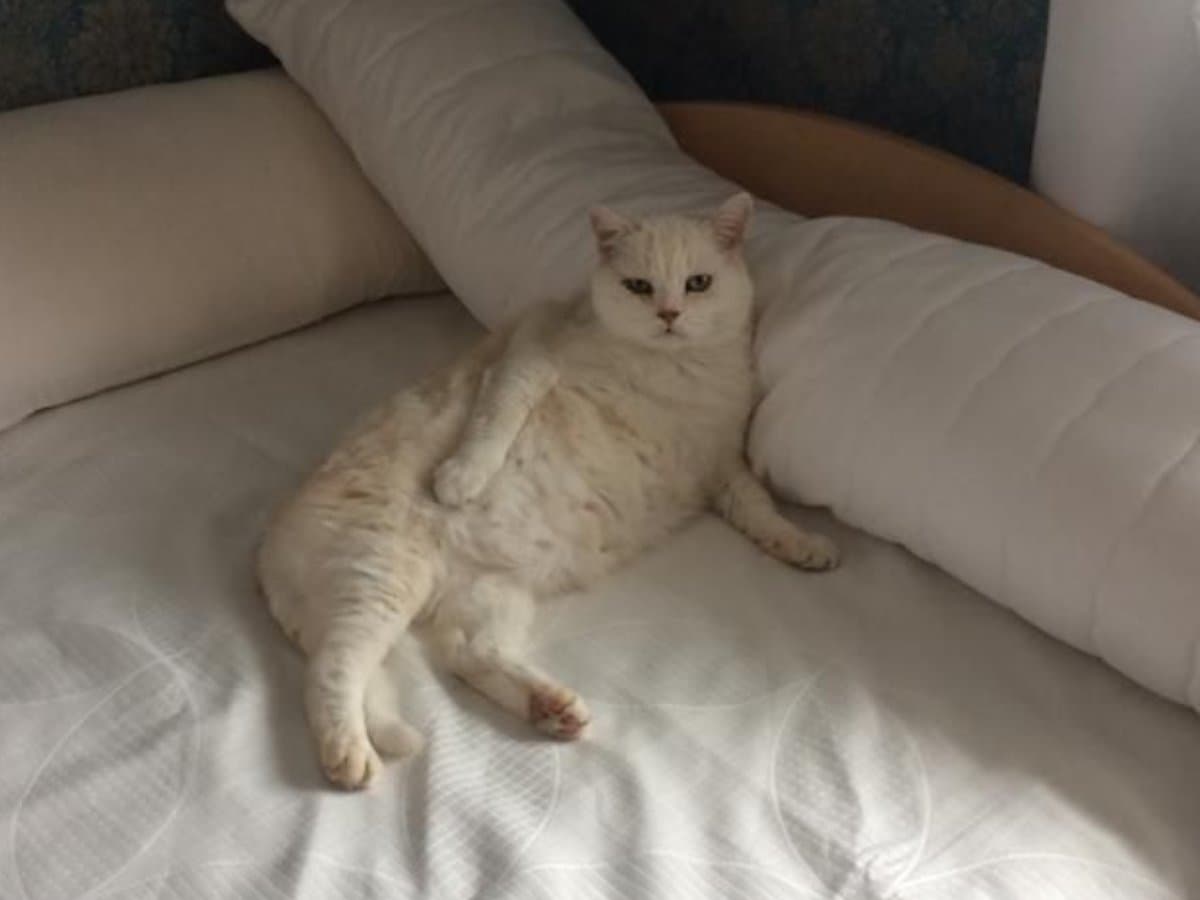 Travesseiro gigante, já que os dois insistem em dormir no mesmo travesseiro desde sempre