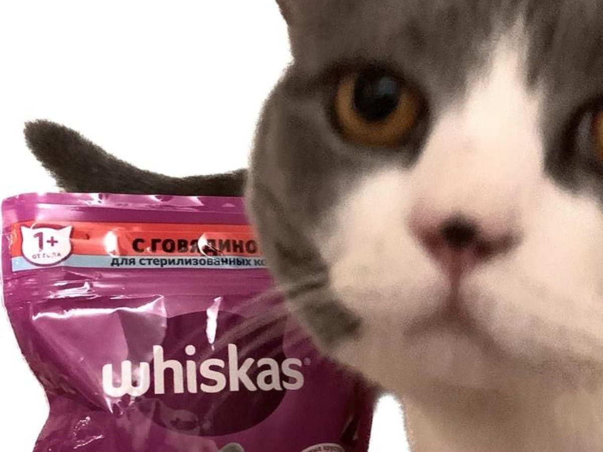 Jantar gourmet para os gatos gorduxos