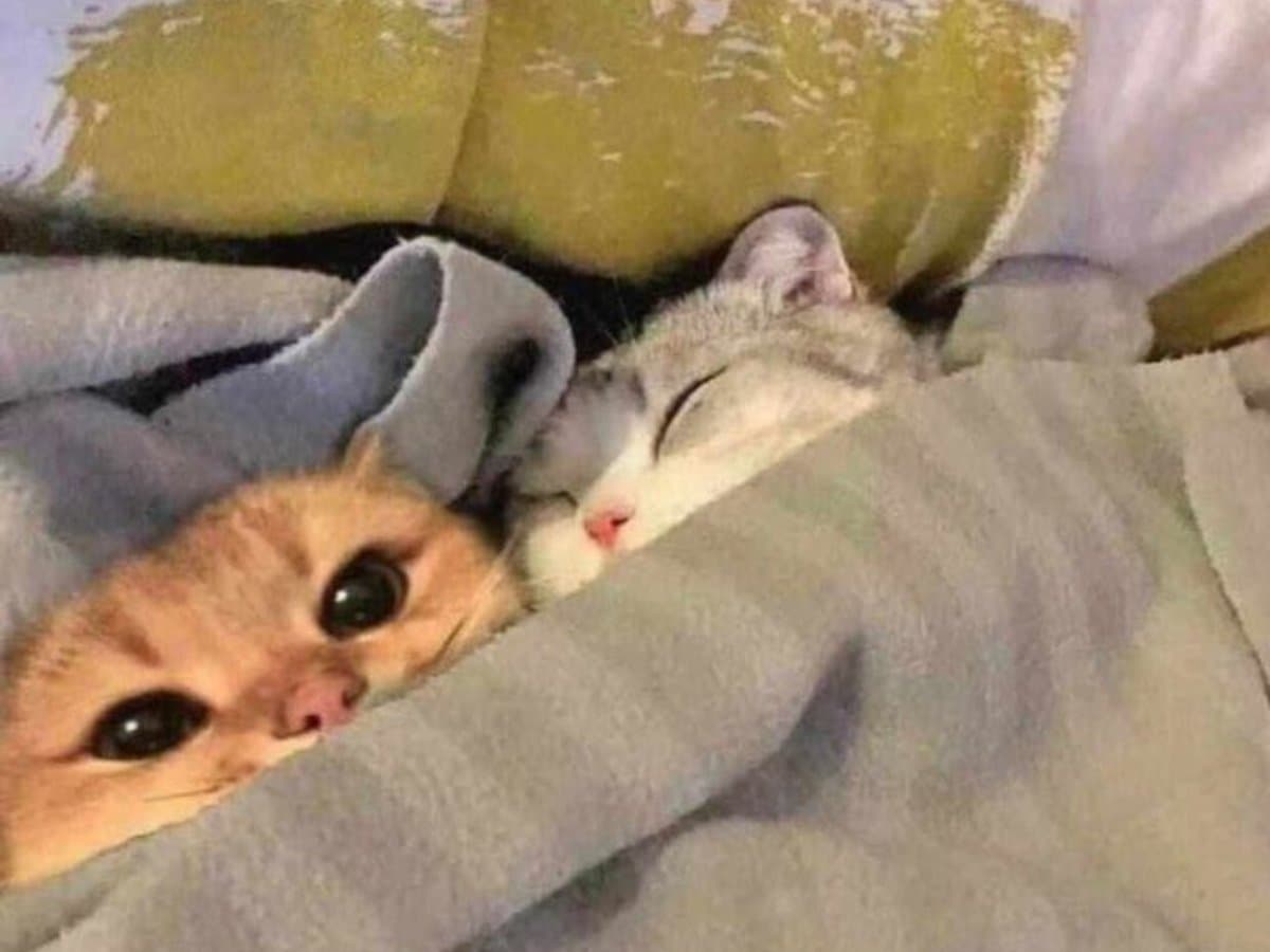 Edredom gigante antiboleto para o casal se esconder do frio, do mundo e das contas