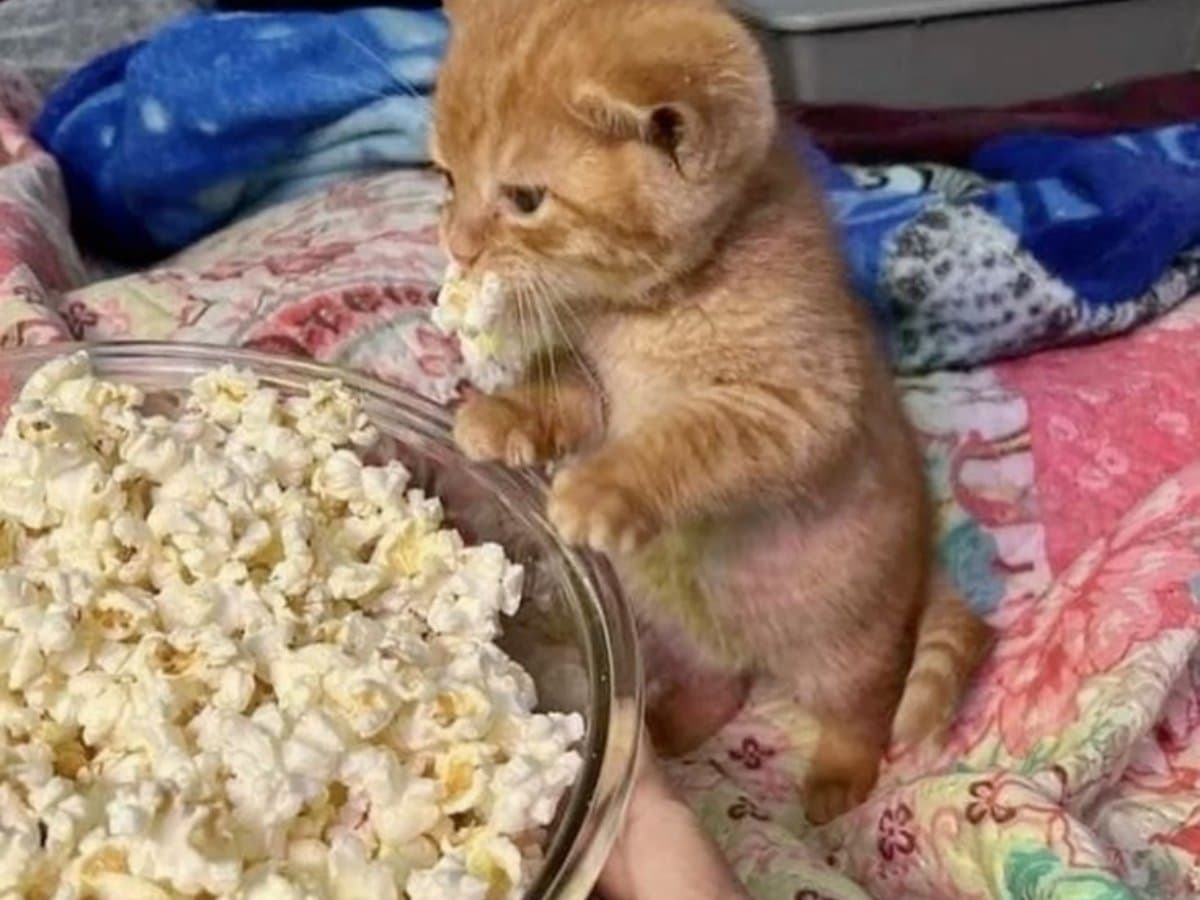 Pipoqueira + estoque de milho para a noiva maratonar O Senhor dos Anéis no sofá
