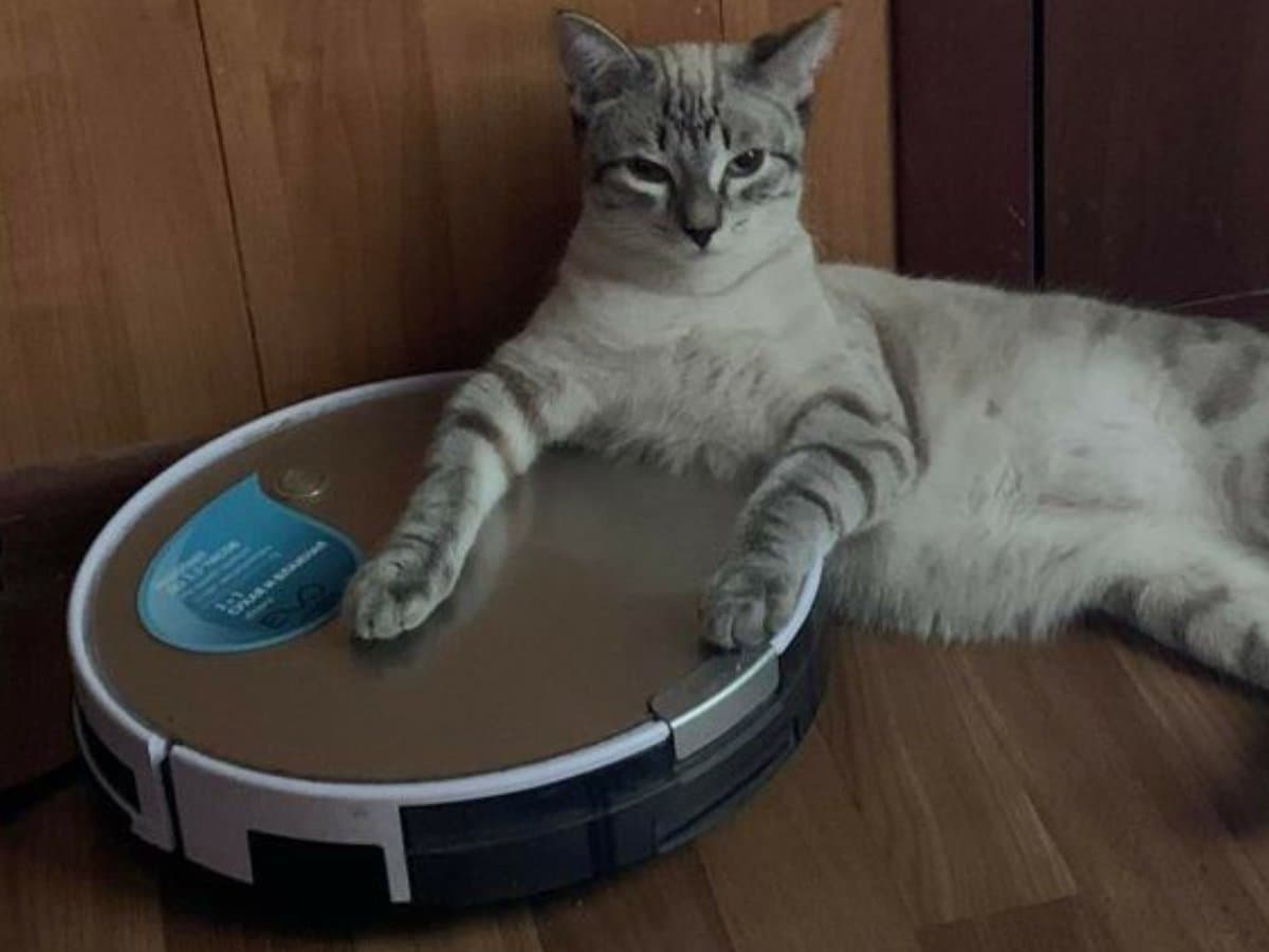 Robô aspirador para limpar os pelos dos gatos